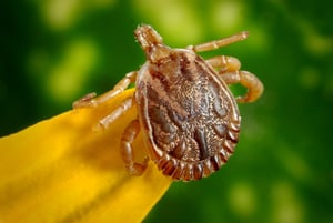 tick-bite