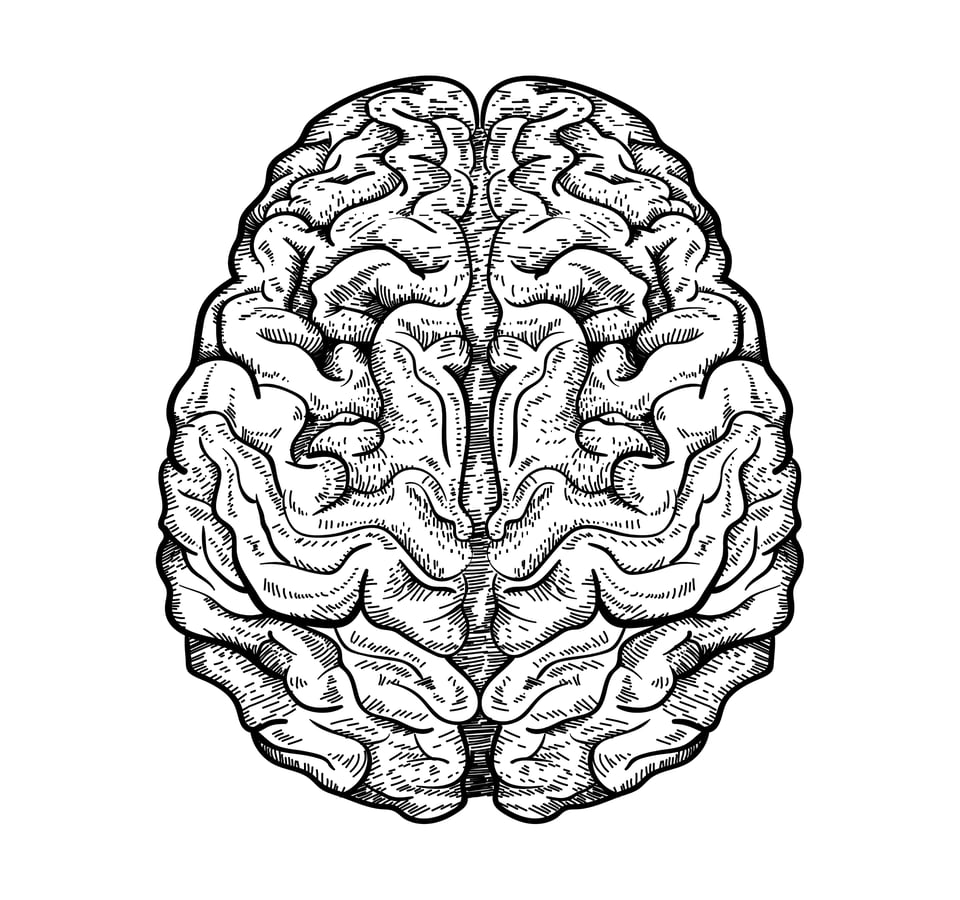 Brain 161. Мозг рисунок. Мозг вектор. Мозг скетч. Мозг эскиз.