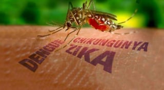 zika-virus-mosquitos